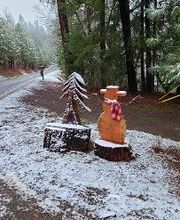 Southern Oregon Tree Care LLC image 17