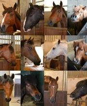 Centre Equestre de Crézancy image 4