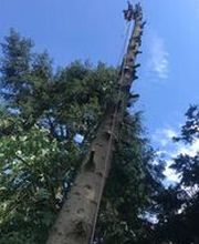 Baum-Kletterarbeiten