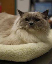 South Putnam Animal Hospital image 16