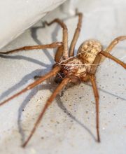 Nitro Pest Solutions, LLC image 9