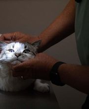 Highlands-Eldorado Veterinary Hospital image 9