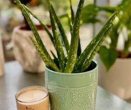 Hibiscus image 3