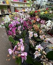 Blumen Haider Bild 9