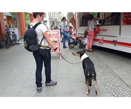 Hundeschule Mosig Bild 3