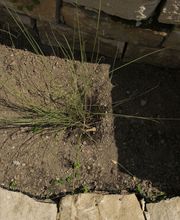 Elztal Gartenbau Bild 28