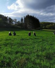 Die Waldfrauen Bild 10