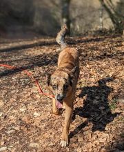 Patte et Museau image 4