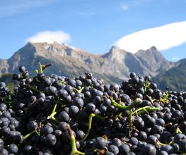 Weingut Jürg & Daniela Bild 3