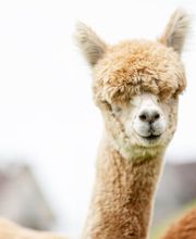 Karin Isch - inner balance coaching - und Wohlfühl-Erlebnisse mit Alpakas Bild 10