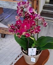 Succulentes & Orchidees image 13