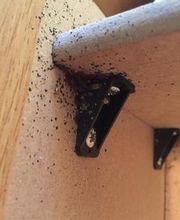 Source Pest Control image 20