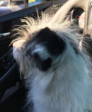 Mutt Hut Pet Grooming image 5