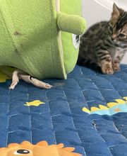 Chatterie Panthera du Maquis image 6