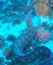 Domenico Rizzi immagine 7