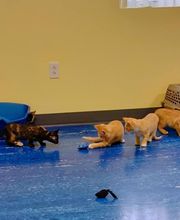 Williamsport West Veterinary Hospital image 16
