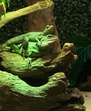 Reptiland image 1