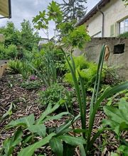 Arbre & Co Sàrl Bild 11