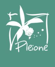 Pleione image 3