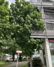 Baumpflege Reinhold Bild 2