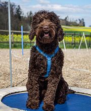 Hundeschule Guggisberg Bild 9