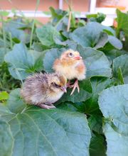 Jenny´s Kükenglück und Gartenzauber Bild 5