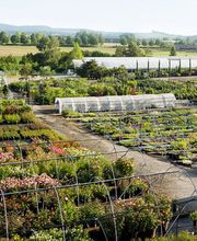 Bernhard Baumschulen AG Bild 3