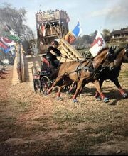 Reit- und Fahrstall Enderli Bild 13