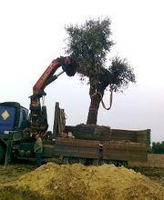 INDIGO JARDINES imagen 18