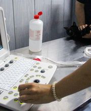 Veterinario Alcorcón imagen 14