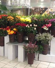 Royal Fleurs image 1