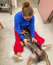 Veterinary Medical Center image 18