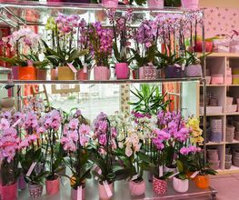 Le Langage Des Fleurs image 8
