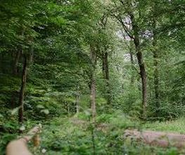 Eichen, Buchen, Hainbuchen, Kiefern und Lärchen prägen den FriedWald Dietzenbach.