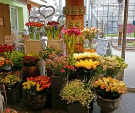 Blumen Eichenberger Oberrieden Bild 3