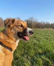 Hundeschule Thea Grothe Bild 4