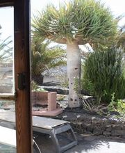 Casa Rural en Lanzarote - Finca Isabel imagen 20