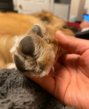 Associated Veterinary Services image 3