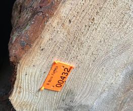 B Bois Forêts image 16