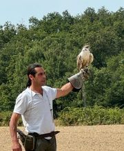 Stages Fauconnerie Lyon , Elevage de rapaces, Effarouchement pigeon, Rhône-Alpes, Bourgogne-Franche-Comté, Saône et Loire image 13