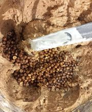 Secrets d'Abeilles image 12