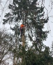 Jb-Dienstleistungen Baumpflege&Gartenpflege Bild 2