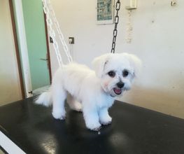 Absolument-Chien image 6
