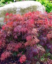 Wilhelm Kruse Baumschule Bild 1