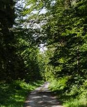 FriedWald Hegau Bild 2