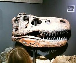 Welt der Kristalle Museum & Shop Bild 11
