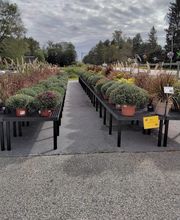 Nicole's Greenhouse & Florist image 20