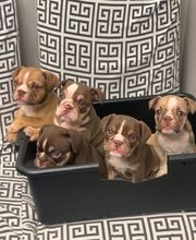 Independence Veterinary Clinic image 14