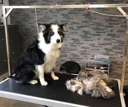 Patty's Hundesalon Bild 8