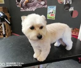 Chanadog image 9